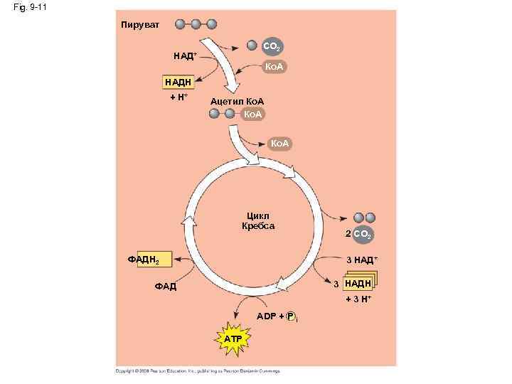 Fig. 9 -11 Пируват CO 2 НАД+ Ко. A НАДН + H+ Ацетил Ко.