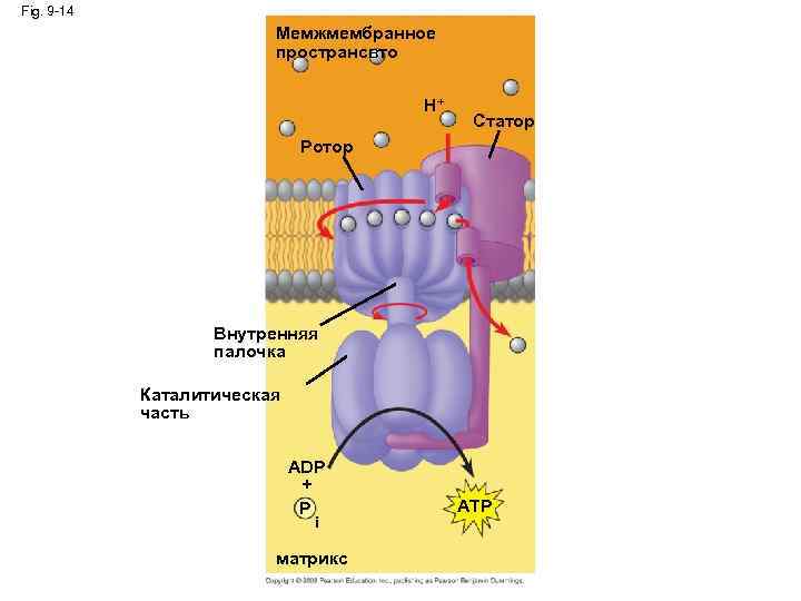 Fig. 9 -14 Мемжмембранное пространсвто H+ Статор Ротор Внутренняя палочка Каталитическая часть ADP +