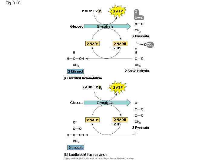 Fig. 9 -18 2 ADP + 2 Pi Glucose 2 ATP Glycolysis 2 Pyruvate