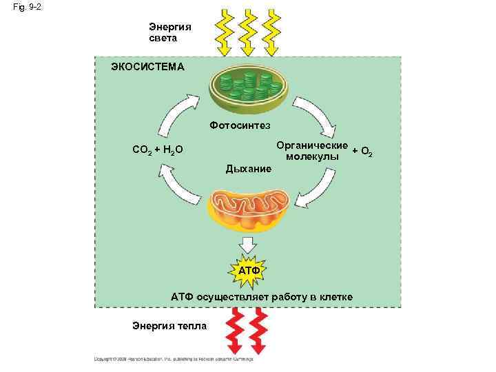 Fig. 9 -2 Энергия света ЭКОСИСТЕМА Фотосинтез Органические + O 2 молекулы CO 2