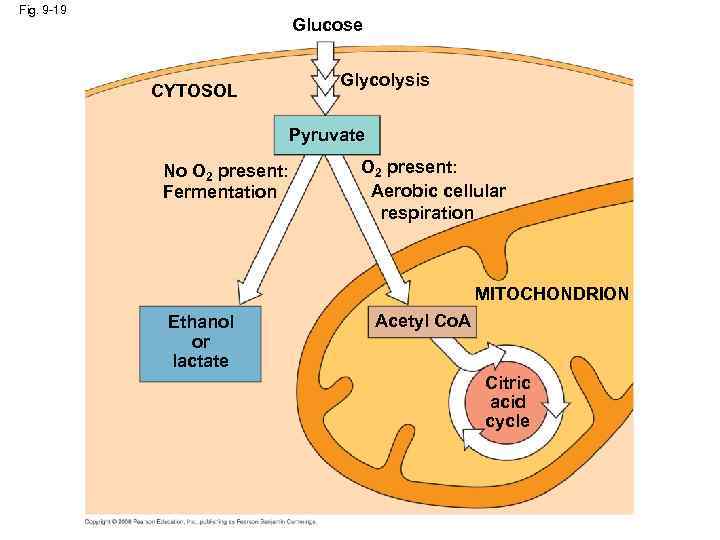 Fig. 9 -19 Glucose CYTOSOL Glycolysis Pyruvate No O 2 present: Fermentation O 2