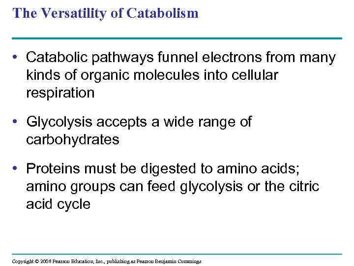 The Versatility of Catabolism • Catabolic pathways funnel electrons from many kinds of organic