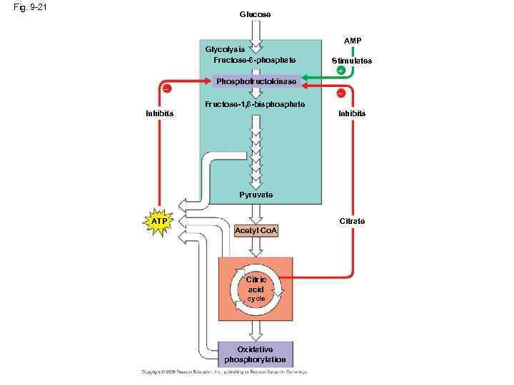 Fig. 9 -21 Glucose Glycolysis Fructose-6 -phosphate – AMP Stimulates + Phosphofructokinase – Fructose-1,