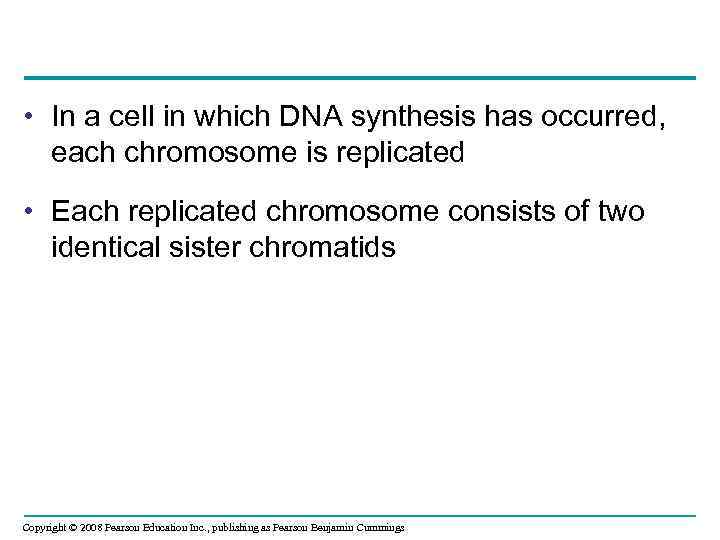  • In a cell in which DNA synthesis has occurred, each chromosome is
