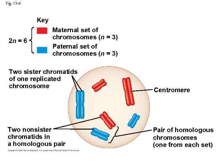 Fig. 13 -4 Key 2 n = 6 Maternal set of chromosomes (n =