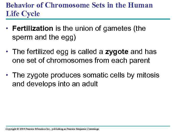 Behavior of Chromosome Sets in the Human Life Cycle • Fertilization is the union