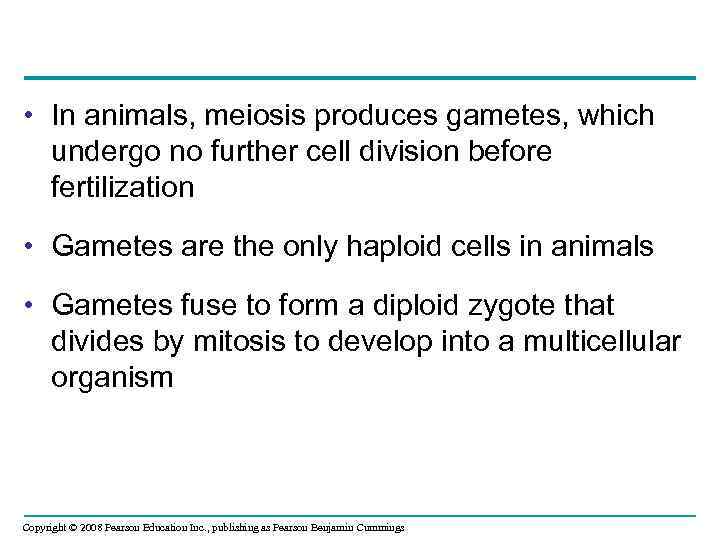  • In animals, meiosis produces gametes, which undergo no further cell division before