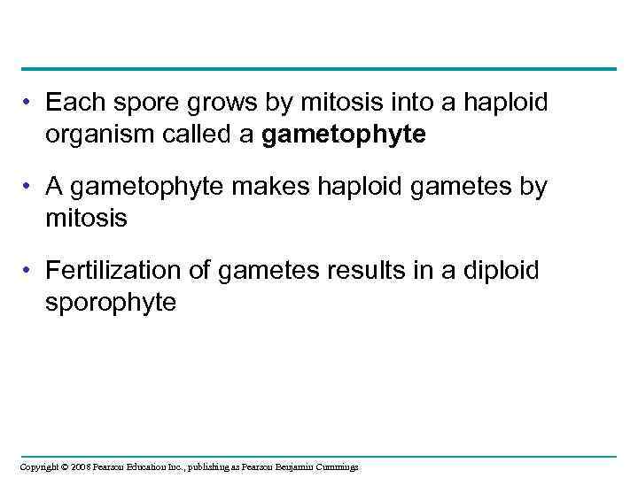  • Each spore grows by mitosis into a haploid organism called a gametophyte
