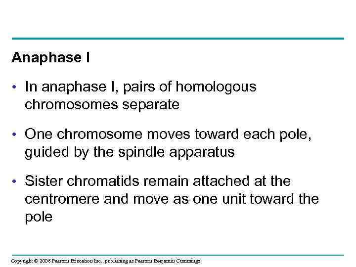 Anaphase I • In anaphase I, pairs of homologous chromosomes separate • One chromosome