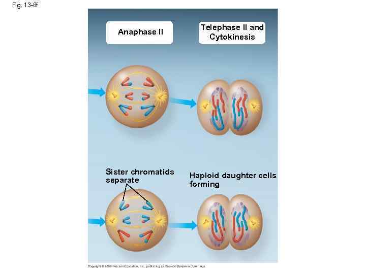 Fig. 13 -8 f Anaphase II Telephase II and Cytokinesis Sister chromatids separate Haploid