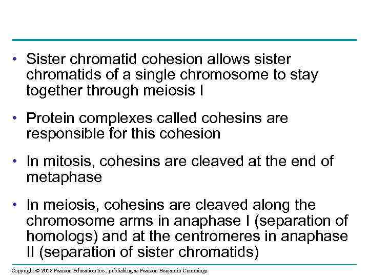 • Sister chromatid cohesion allows sister chromatids of a single chromosome to stay