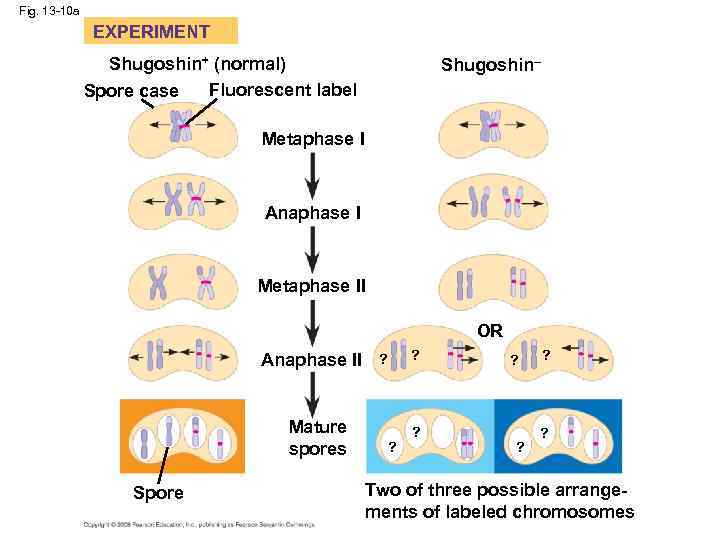 Fig. 13 -10 a EXPERIMENT Shugoshin+ (normal) Fluorescent label Spore case Shugoshin– Metaphase I