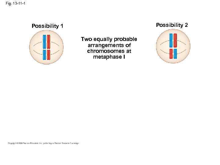 Fig. 13 -11 -1 Possibility 2 Possibility 1 Two equally probable arrangements of chromosomes