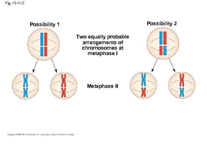 Fig. 13 -11 -2 Possibility 1 Two equally probable arrangements of chromosomes at metaphase