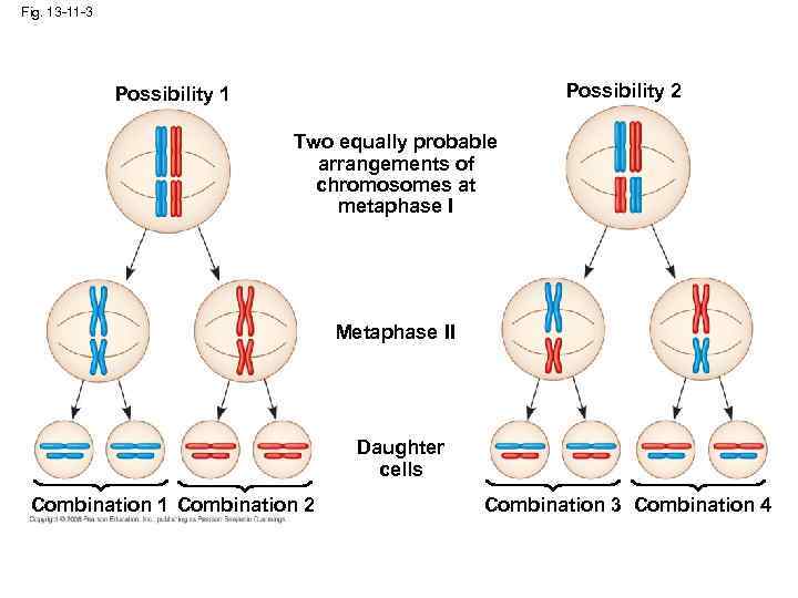 Fig. 13 -11 -3 Possibility 2 Possibility 1 Two equally probable arrangements of chromosomes