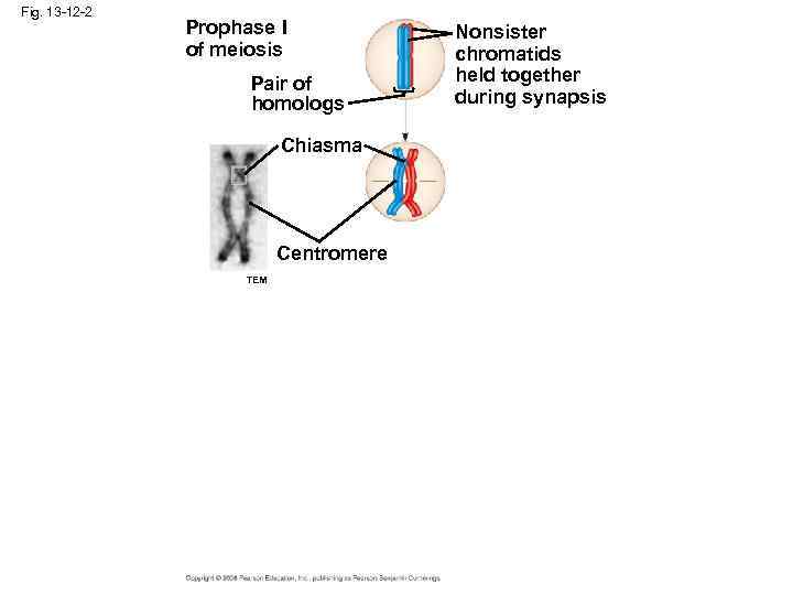 Fig. 13 -12 -2 Prophase I of meiosis Pair of homologs Chiasma Centromere TEM
