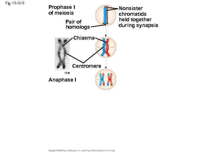 Fig. 13 -12 -3 Prophase I of meiosis Pair of homologs Chiasma Centromere TEM