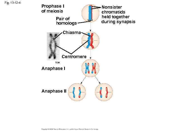 Fig. 13 -12 -4 Prophase I of meiosis Pair of homologs Chiasma Centromere TEM