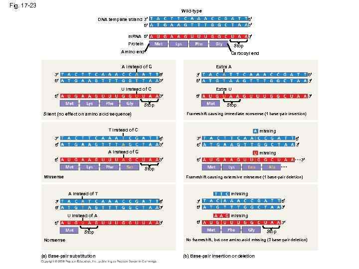 Fig. 17 -23 Wild-type DNA template strand 3 5 5 3 m. RNA 5