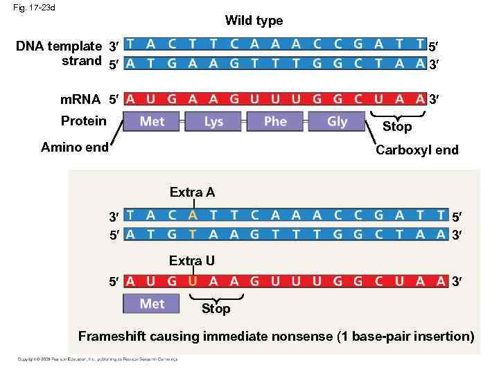 Fig. 17 -23 d Wild type DNA template 3 strand 5 5 3 m.