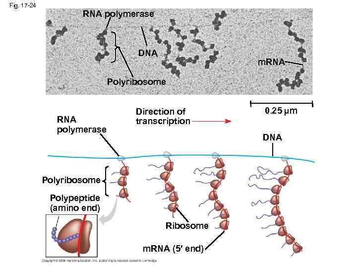 Fig. 17 -24 RNA polymerase DNA m. RNA Polyribosome RNA polymerase Direction of transcription