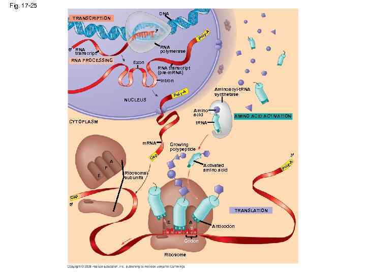Fig. 17 -25 DNA TRANSCRIPTION 3 l Po A y- RNA polymerase 5 RNA