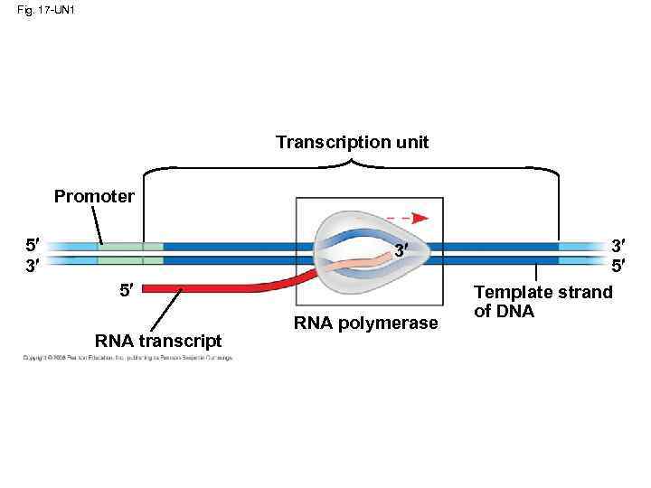 Fig. 17 -UN 1 Transcription unit Promoter 5 3 3 5 RNA transcript RNA