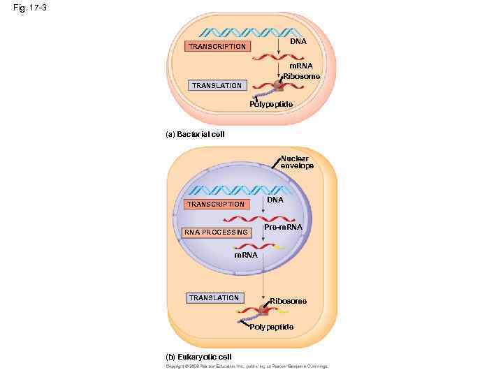 Fig. 17 -3 DNA TRANSCRIPTION m. RNA Ribosome TRANSLATION Polypeptide (a) Bacterial cell Nuclear