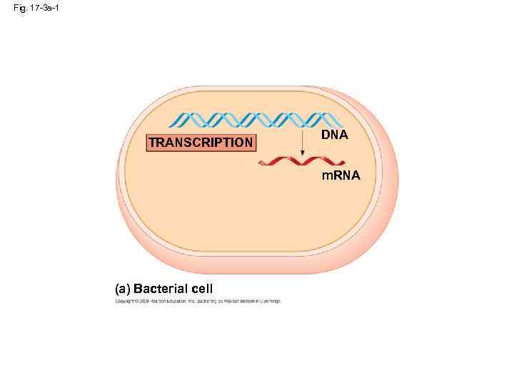 Fig. 17 -3 a-1 TRANSCRIPTION DNA m. RNA (a) Bacterial cell 
