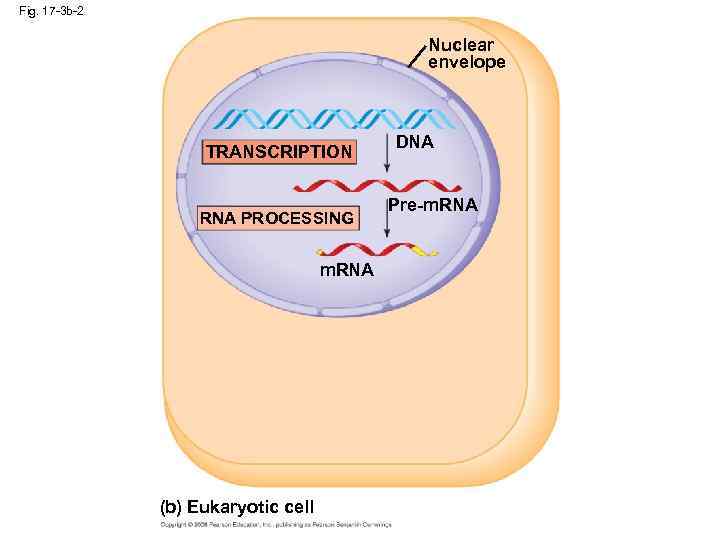 Fig. 17 -3 b-2 Nuclear envelope TRANSCRIPTION RNA PROCESSING m. RNA (b) Eukaryotic cell