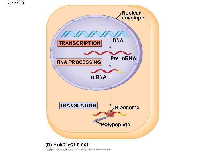 Fig. 17 -3 b-3 Nuclear envelope DNA TRANSCRIPTION Pre-m. RNA PROCESSING m. RNA TRANSLATION