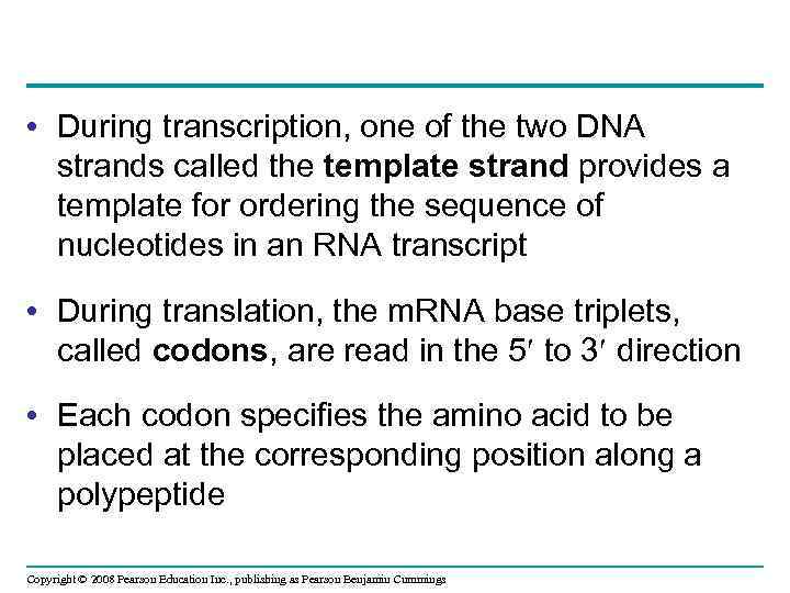  • During transcription, one of the two DNA strands called the template strand