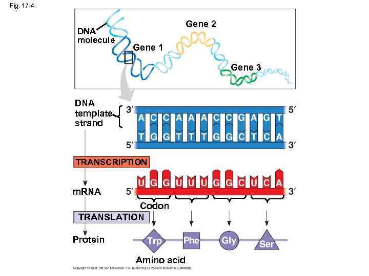 Fig. 17 -4 DNA molecule Gene 2 Gene 1 Gene 3 DNA template strand