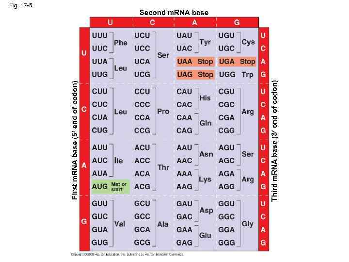 Third m. RNA base (3 end of codon) First m. RNA base (5 end