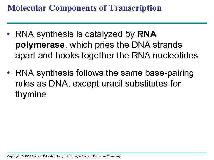 Molecular Components of Transcription • RNA synthesis is catalyzed by RNA polymerase, which pries