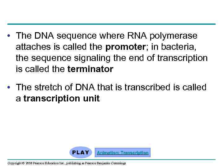  • The DNA sequence where RNA polymerase attaches is called the promoter; in