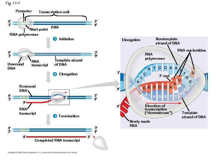 Fig. 17 -7 Promoter Transcription unit 5 3 Start point RNA polymerase 3 5