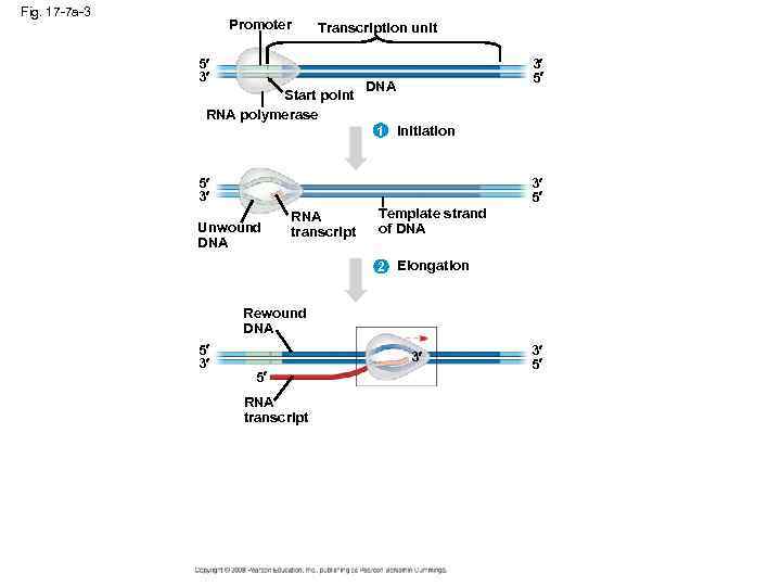 Fig. 17 -7 a-3 Promoter Transcription unit 5 3 Start point RNA polymerase 3