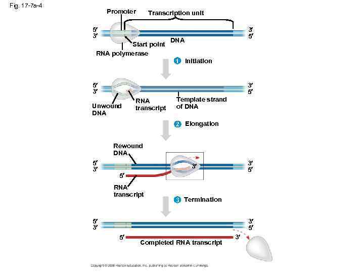 Fig. 17 -7 a-4 Promoter Transcription unit 5 3 Start point RNA polymerase 3