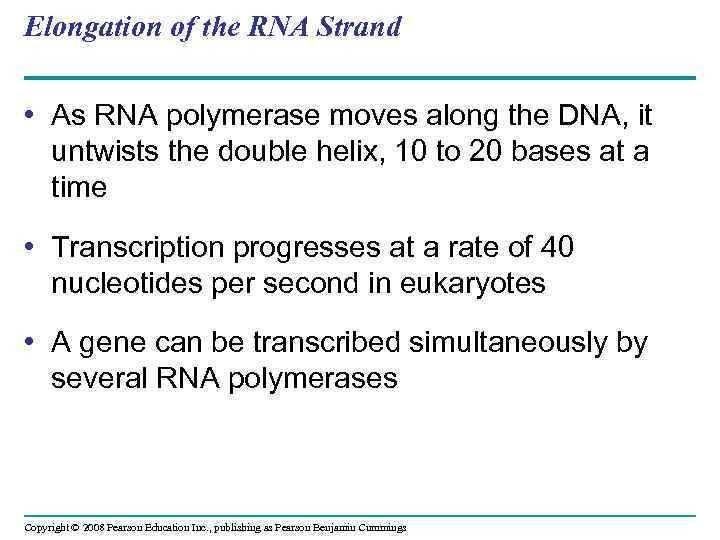 Elongation of the RNA Strand • As RNA polymerase moves along the DNA, it
