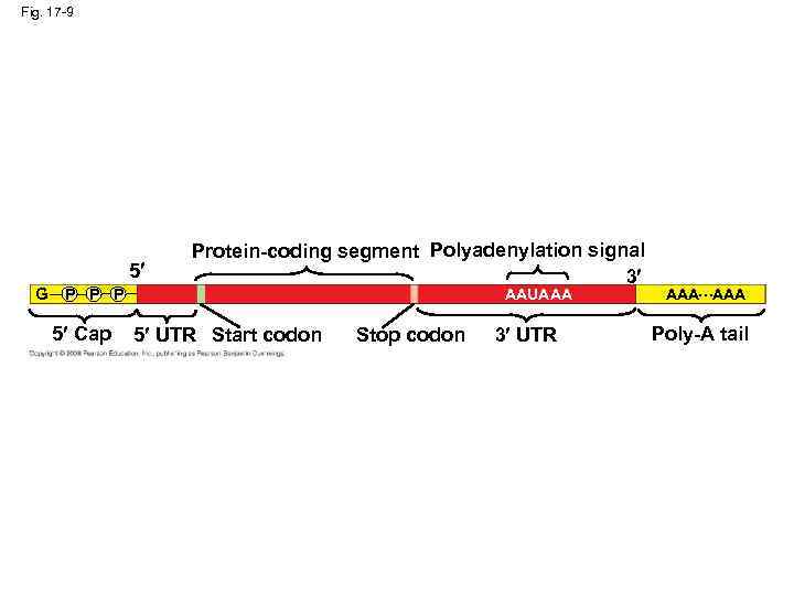 Fig. 17 -9 5 G P P P 5 Cap Protein-coding segment Polyadenylation signal
