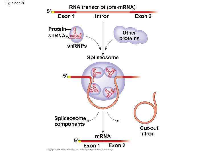 Fig. 17 -11 -3 5 RNA transcript (pre-m. RNA) Exon 1 Intron Protein sn.