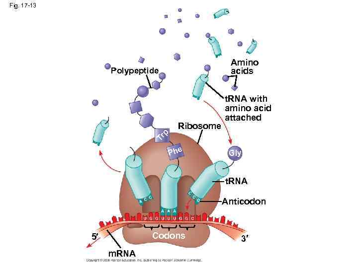 Fig. 17 -13 Amino acids Polypeptide Tr p Ribosome t. RNA with amino acid