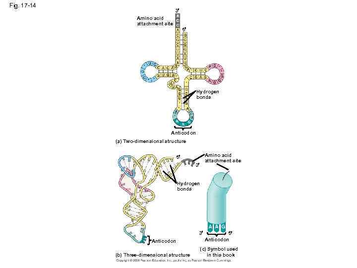 Fig. 17 -14 3 Amino acid attachment site 5 Hydrogen bonds Anticodon (a) Two-dimensional
