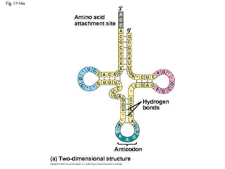 Fig. 17 -14 a 3 Amino acid attachment site 5 Hydrogen bonds Anticodon (a)