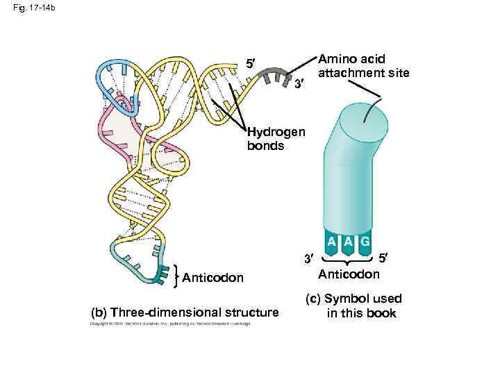 Fig. 17 -14 b Amino acid attachment site 5 3 Hydrogen bonds 3 Anticodon