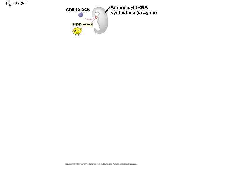 Fig. 17 -15 -1 Amino acid P P P ATP Adenosine Aminoacyl-t. RNA synthetase