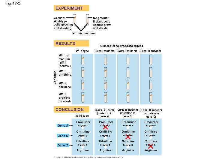 Fig. 17 -2 EXPERIMENT No growth: Mutant cells cannot grow and divide Growth: Wild-type