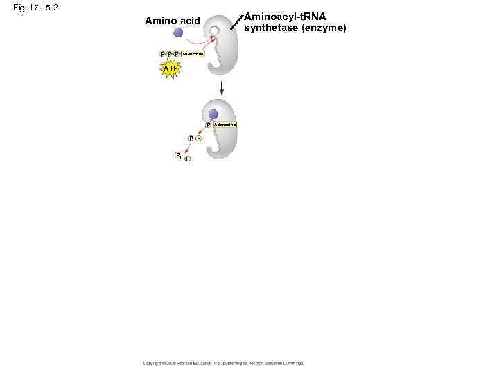 Fig. 17 -15 -2 Aminoacyl-t. RNA synthetase (enzyme) Amino acid P P P Adenosine