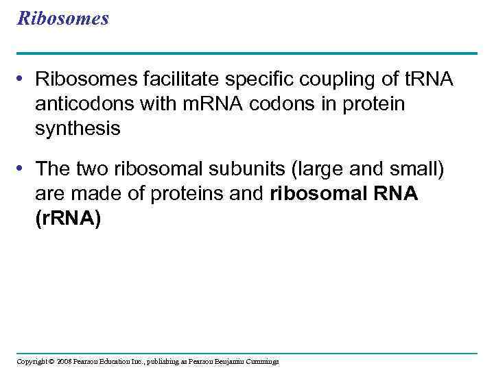 Ribosomes • Ribosomes facilitate specific coupling of t. RNA anticodons with m. RNA codons